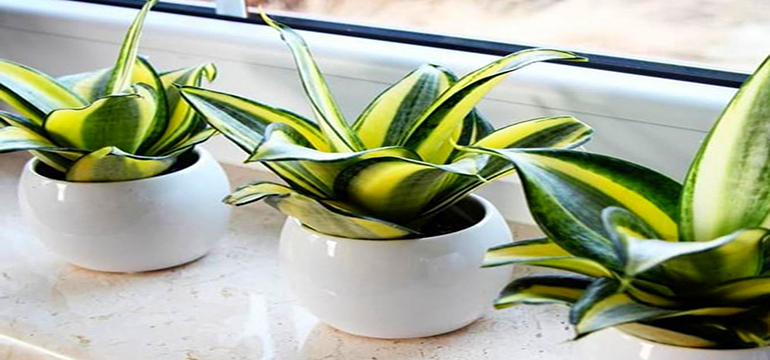 Mengintip Manfaat Lidah Mertua untuk Tubuh, Salah Satu Diantaranya Bisa Turunkan Tekanan Darah Tinggi