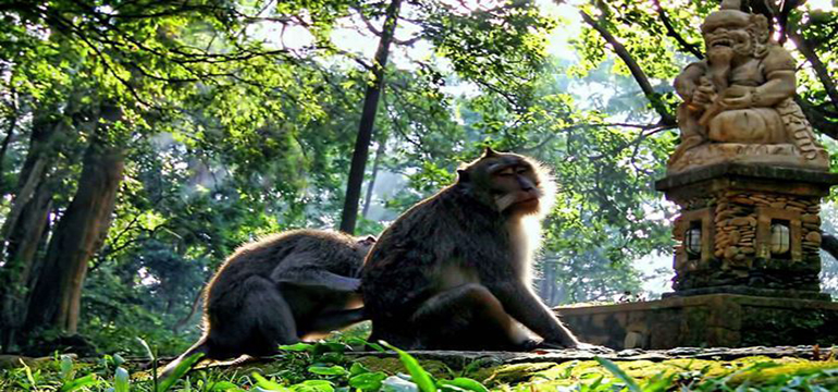 2 Tempat Wisata di Ubud Bali yang Unik dan Mempesona