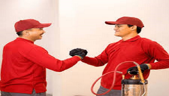 Jasa Pembasmi Rayap dan Edukasi Penting Mengenai Bahaya Rayap pada Bangunan