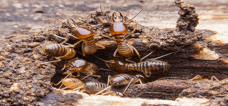 Penyebab dan Cara Membasmi Rayap Secara Alami